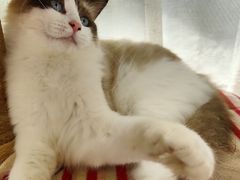 -猫小院猫主题餐厅(南锣旗舰店)