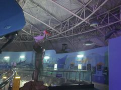 -烟台海昌鲸鲨海洋公园
