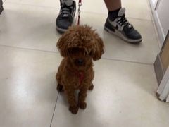 -宠福鑫康馨动物医院·骨科·眼科