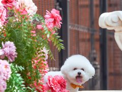 -超宠爱宠物摄影-Super pet