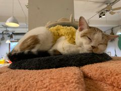 -小时光咖啡馆(北锣鼓巷店)