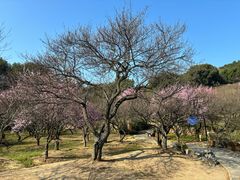 -香雪海