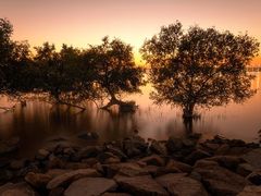 -宝安西湾红树林湿地公园