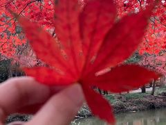 -秋霞圃