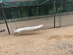 -秦皇岛野生动物园