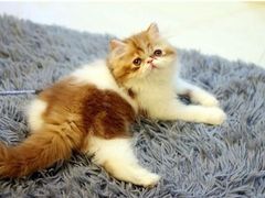 -more than meow吴止猫主题餐厅(承德 中船汇店)