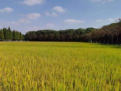 -广富林郊野公园