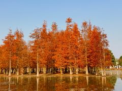 -白鹭湾湿地公园