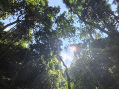 -西双版纳原始森林公园