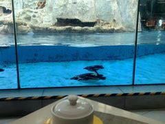 -帝企鹅自助餐厅•儿童岛•真企鹅(长隆企鹅酒店)