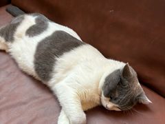 -MOCHA明星猫咖(田子坊店)
