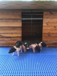 -萌宠亲子动物乐园(槐房万达店)