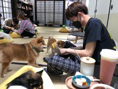 -逗柴咖啡屋·狗咖猫咖宠物桌游
