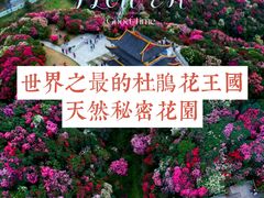 -贵州百里杜鹃风景名胜区