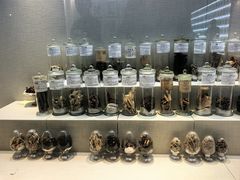 -广东中医药博物馆