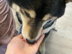-柴迷FANS CLUB·柴犬狗咖·猫咖