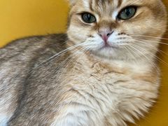 -有喵·猫咖·狗咖·30几只猫10只小狗(岗厦店)