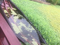 -三亚湾红树林度假世界(木棉酒店)
