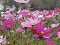 -天适樱花悠乐园