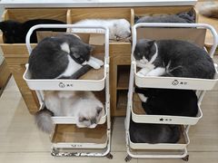 -是阿柴呀！柴犬咖啡·爱喵喵猫咖