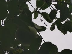 -海棠烟雨公园