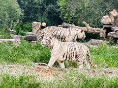 -北京野生动物园