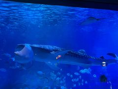 -烟台海昌鲸鲨海洋公园