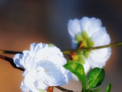 -南国桃园旅游度假区