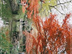-秋霞圃