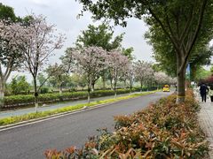 -三垟湿地