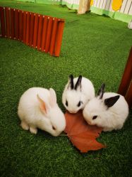 -萌宠亲子动物乐园(槐房万达店)