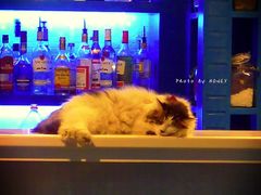 -Sirena海妖日咖夜酒