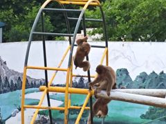 -西霞口神雕山野生动物世界