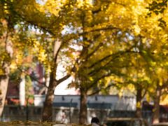 -三里屯东五街银杏大道