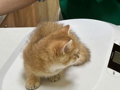 -瑞鹏宠物医院·骨科·猫科·内科(第一中心)