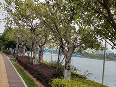 -五缘湾湿地公园