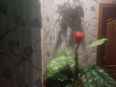 -魔指印象(西藏旗舰店)