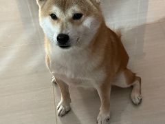 -瑞鹏宠物医院·内科·中兽医·骨科(苗圃店)