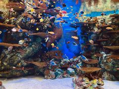 -上海海洋水族馆