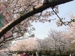 -高东镇樱花园