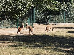 -北京野生动物园