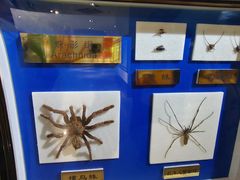 -上海昆虫博物馆