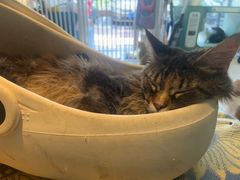 -平行世界·猫咖(首经贸店)
