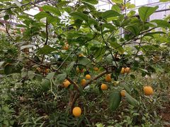 -南宫五洲植物乐园