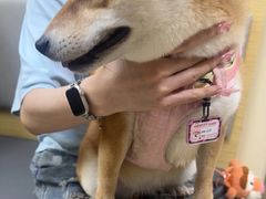 -美联众合动物医院·24h转诊中心