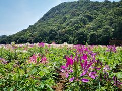 -广州市石门国家森林公园