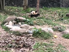 -都江堰中华大熊猫苑