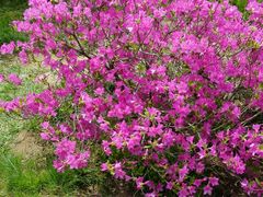 android_upload_pic-沈阳植物园