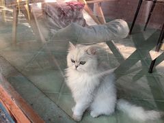 -喵屿·大理花园猫咖