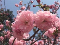 -天适樱花悠乐园